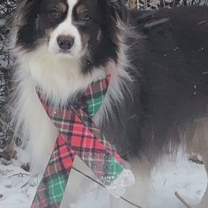 Meet your Posher, Dan